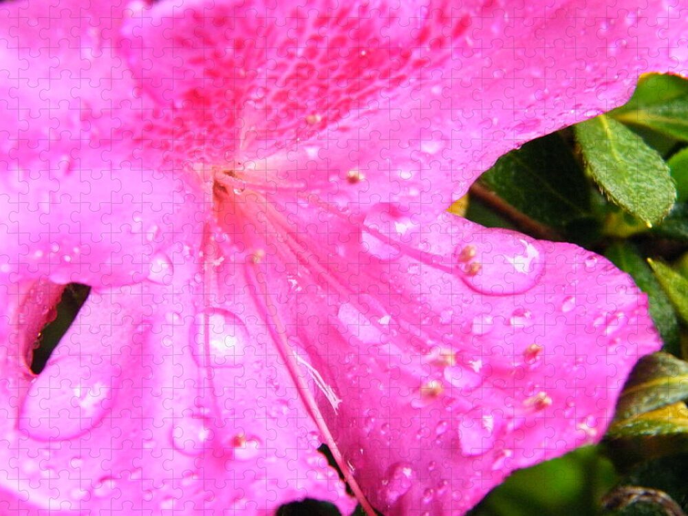 Azalea Jigsaw Puzzle featuring the photograph Morning Dew #1 by Brian Wright