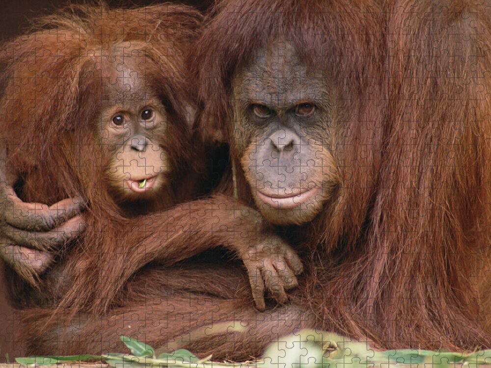 Mp Puzzle featuring the photograph Orangutan Pongo Pygmaeus Mother by Gerry Ellis