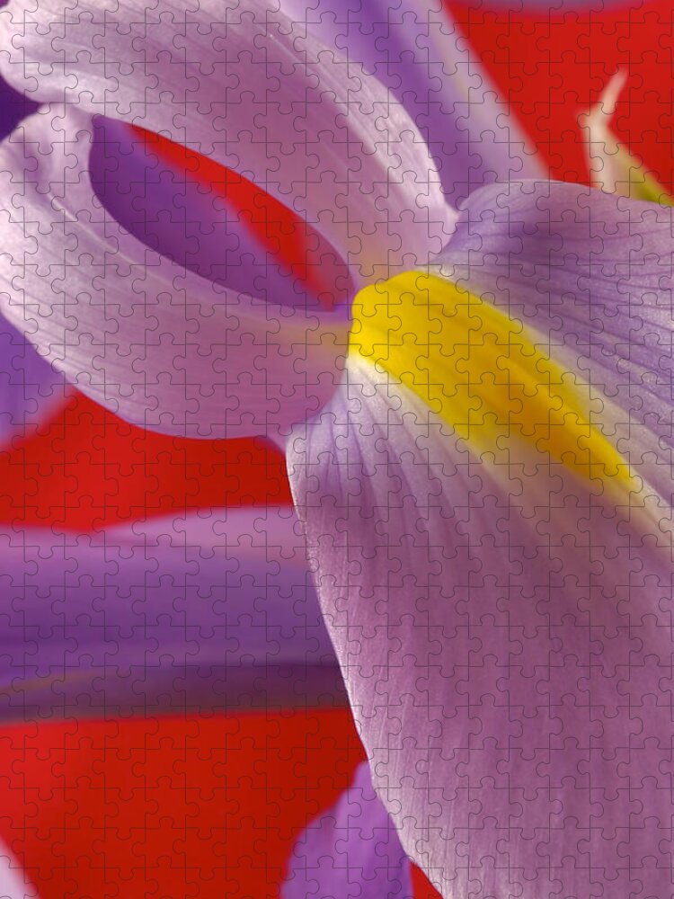 Flowers Jigsaw Puzzle featuring the photograph Photograph of a Dutch Iris #2 by Perla Copernik