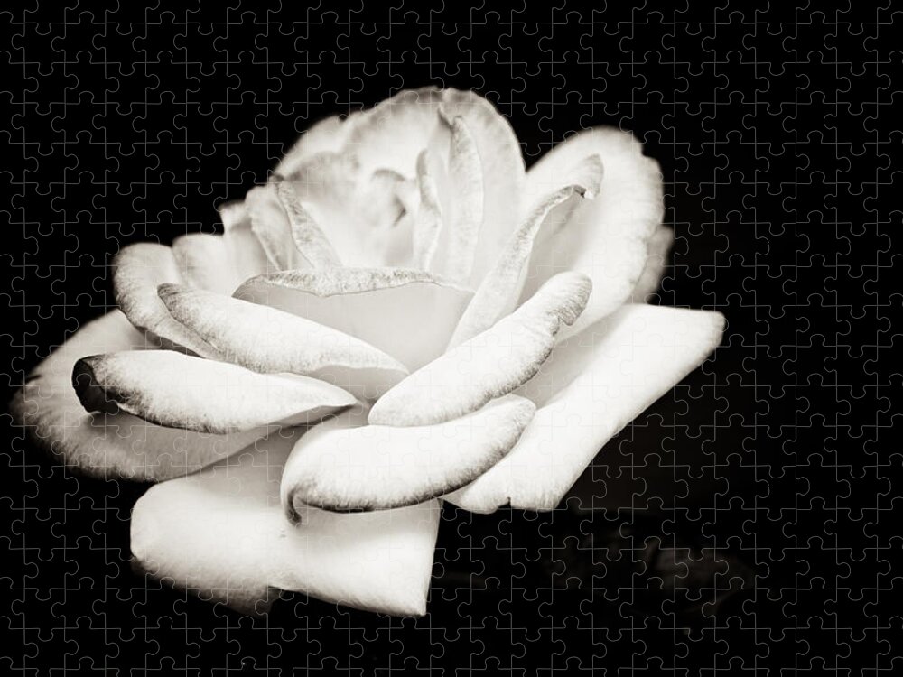 Black And White Jigsaw Puzzle featuring the photograph Pure Beauty #1 by Sara Frank