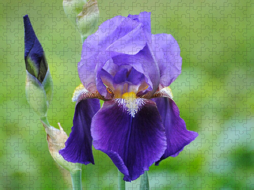 Beautiful Iris Jigsaw Puzzle featuring the photograph Purple and Yellow Iris #1 by Jai Johnson