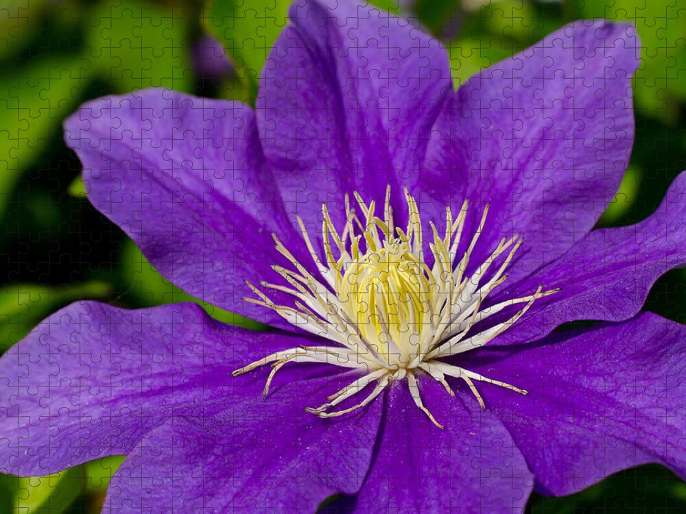 Da*55 1.4 Jigsaw Puzzle featuring the photograph Purple Clematis Flower #1 by Lori Coleman