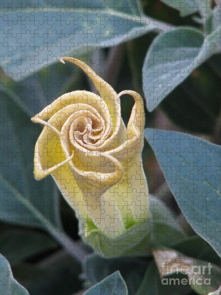Sacred Datura Jigsaw Puzzle featuring the photograph Sacred Datura by Michele Penner