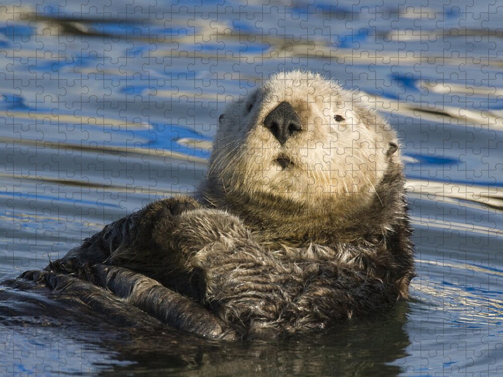 00429662 Jigsaw Puzzle featuring the photograph Sea Otter Elkhorn Slough Monterey Bay #1 by Sebastian Kennerknecht