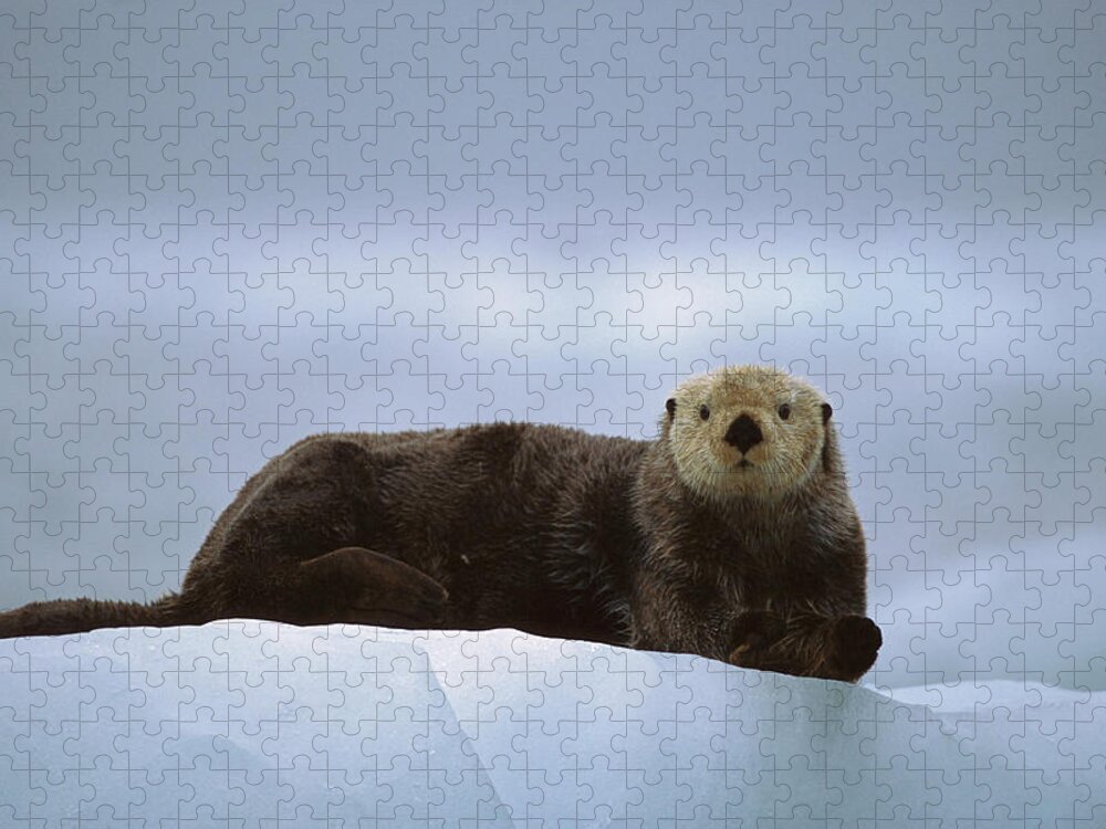 Mp Jigsaw Puzzle featuring the photograph Sea Otter Enhydra Lutris Male Hauled #1 by Suzi Eszterhas