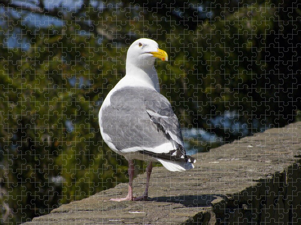 Seagull Jigsaw Puzzle featuring the photograph Seagull #1 by David Gleeson