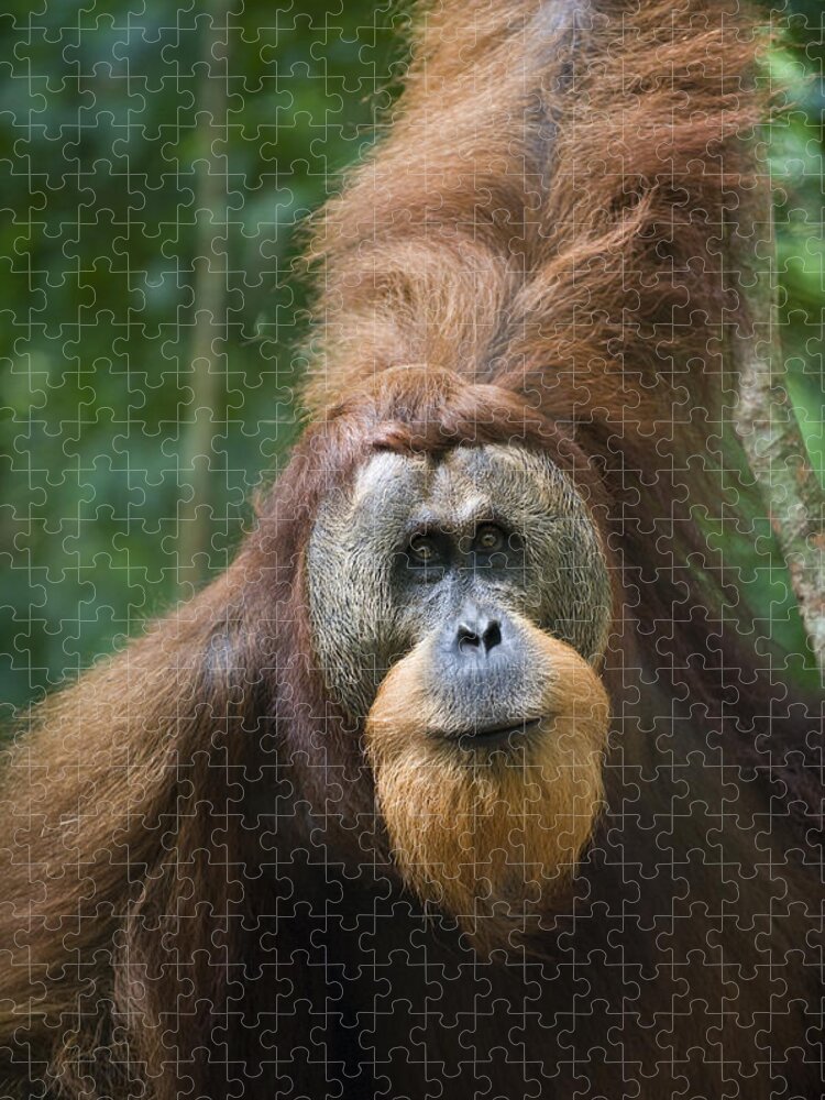 00443951 Jigsaw Puzzle featuring the photograph Sumatran Orangutan Male Gunung Leuser #1 by Suzi Eszterhas