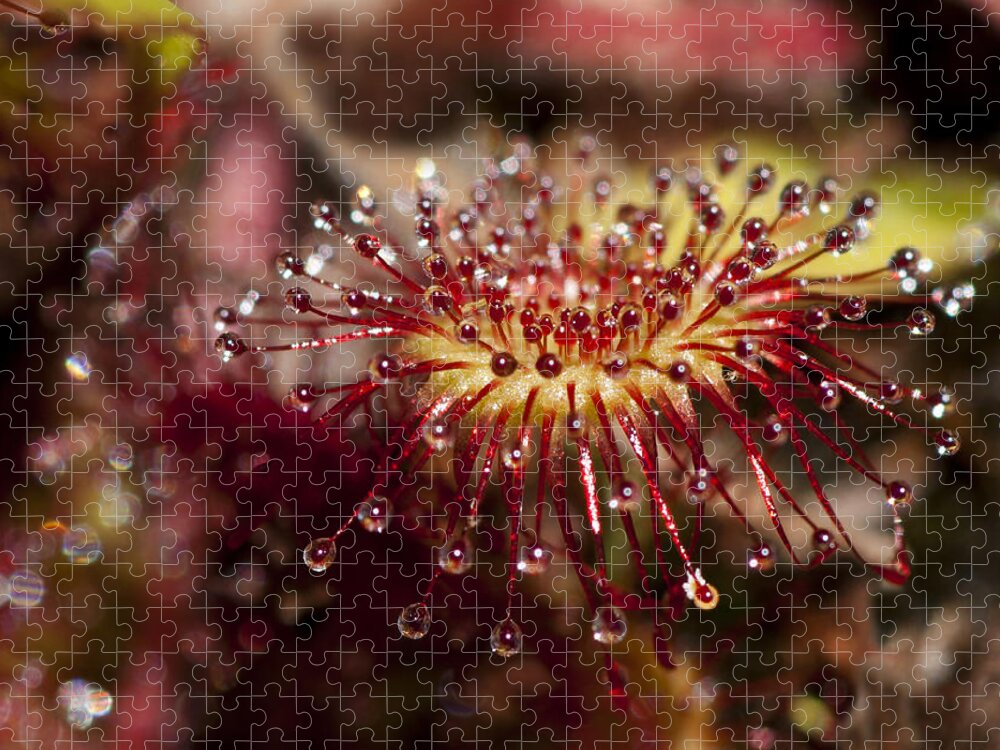 Sundew Jigsaw Puzzle featuring the photograph Sundew #2 by Betty Depee