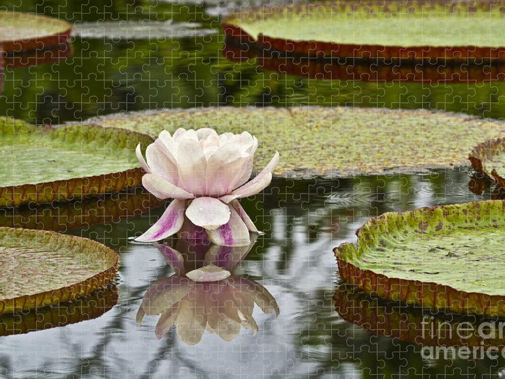 Victoria Jigsaw Puzzle featuring the photograph Victoria Amazonica Flowering by Heiko Koehrer-Wagner