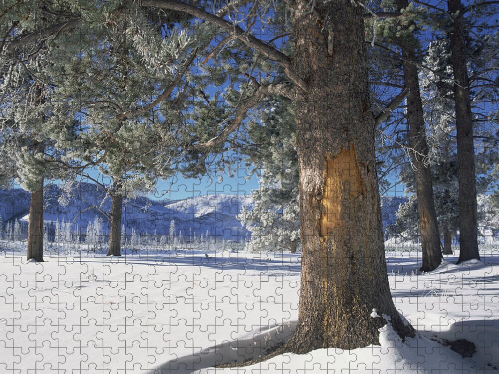 00174291 Jigsaw Puzzle featuring the photograph Winter In Yellowstone National Park #1 by Tim Fitzharris