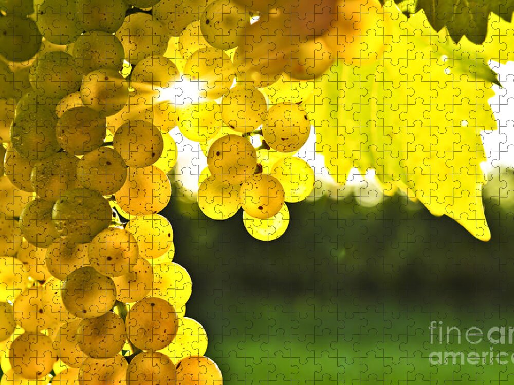 Grape Jigsaw Puzzle featuring the photograph Yellow grapes in low sun by Elena Elisseeva