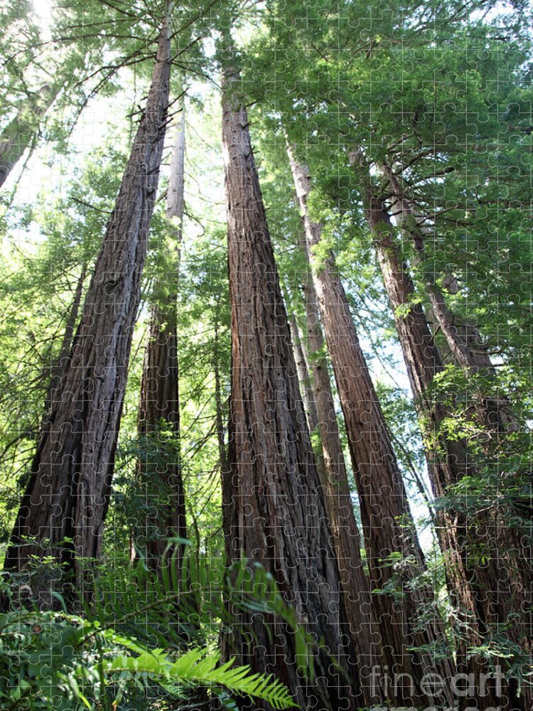 Coast Redwood Jigsaw Puzzle featuring the Redwoods Sequoia Sempervirens #10 by Ted Kinsman