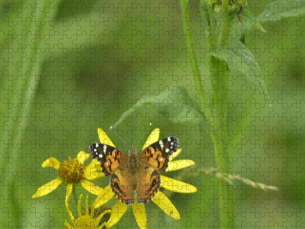 Butterfly Jigsaw Puzzle featuring the photograph American Painted Lady #2 by Donna Brown