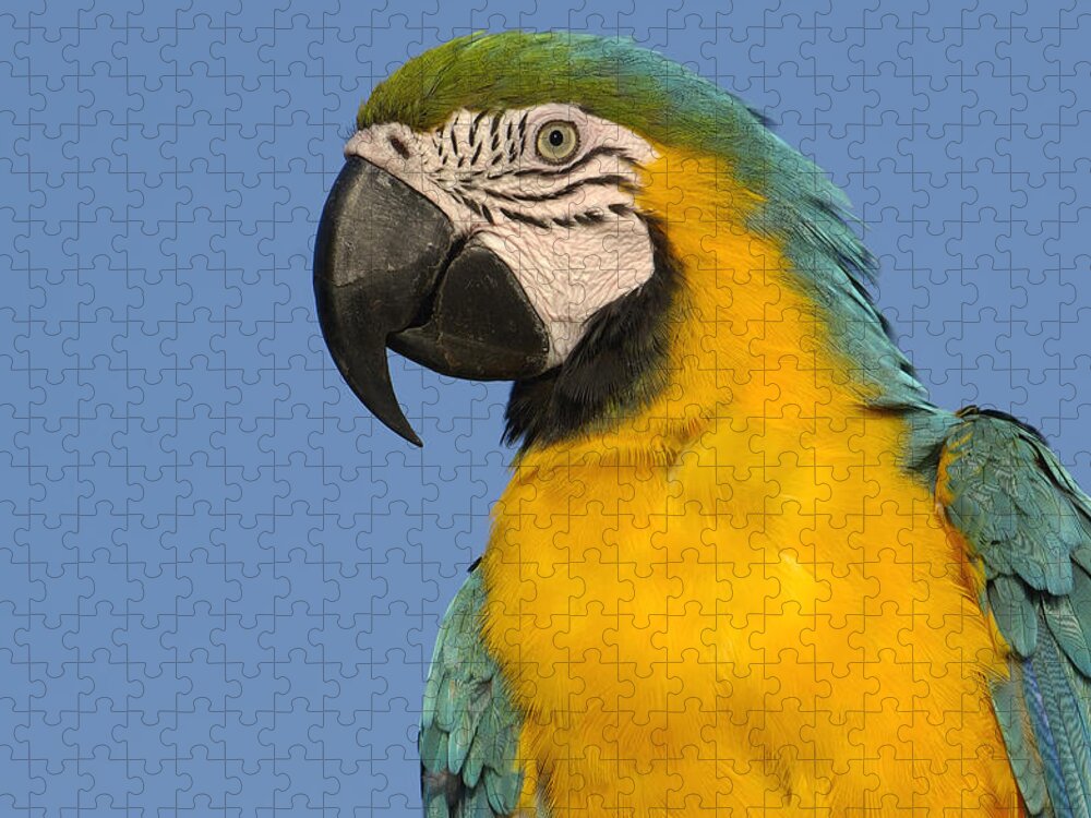 Mp Jigsaw Puzzle featuring the photograph Blue And Yellow Macaw Ara Ararauna #2 by Pete Oxford