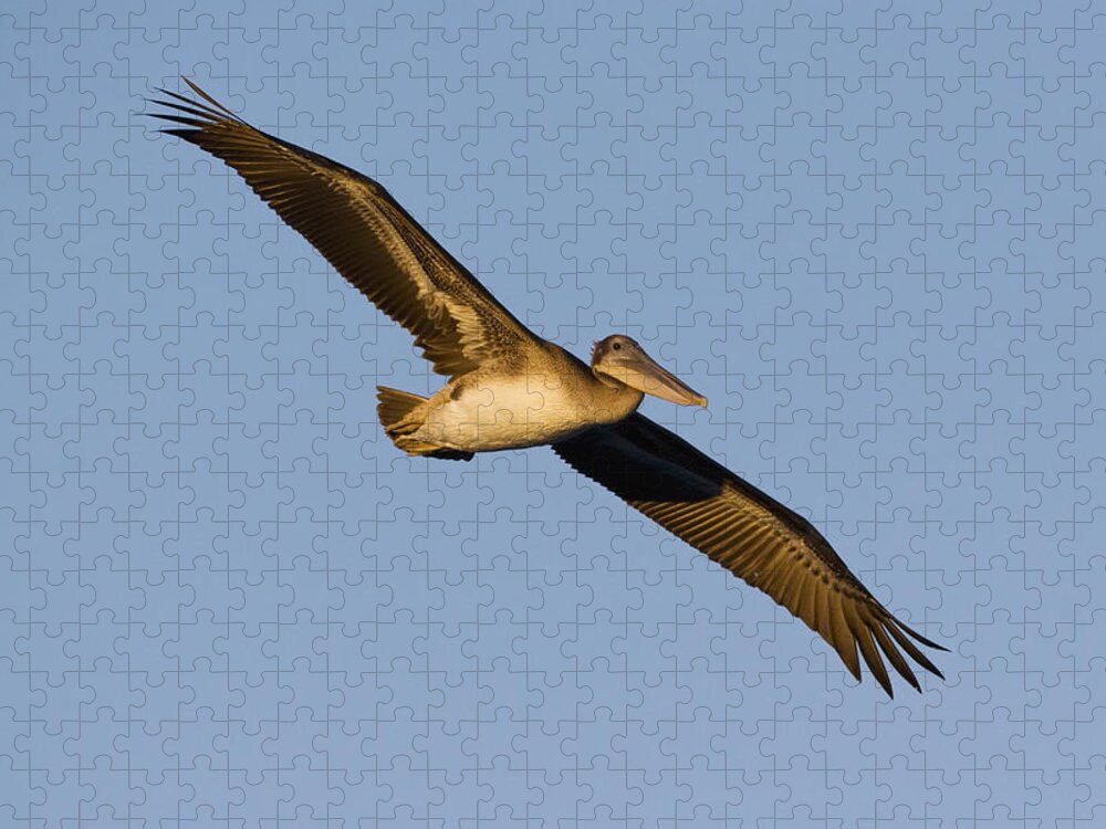 00429758 Jigsaw Puzzle featuring the photograph Brown Pelican Juvenile Flying by Sebastian Kennerknecht
