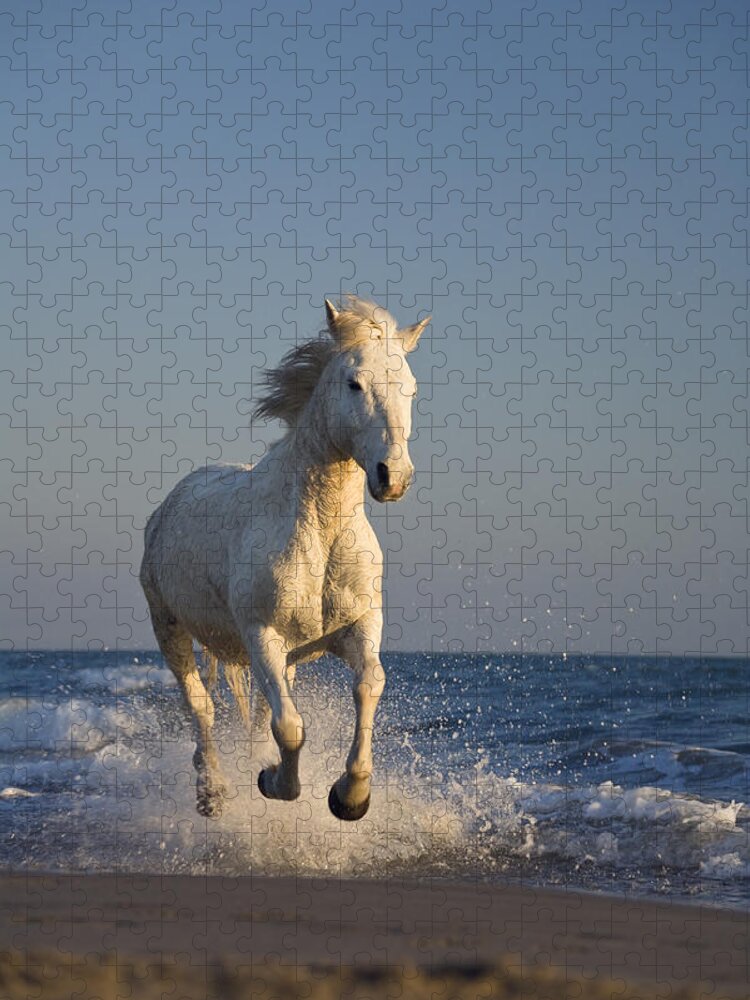 Mp Jigsaw Puzzle featuring the photograph Camargue Horse Equus Caballus Running #2 by Konrad Wothe