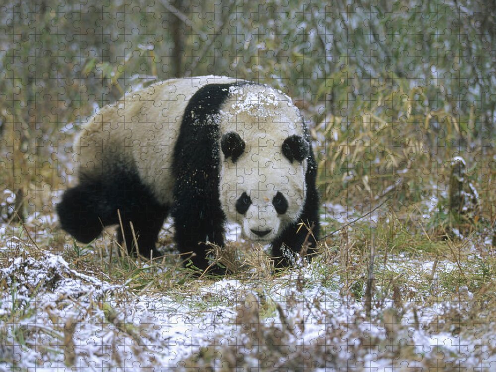 Mp Jigsaw Puzzle featuring the photograph Giant Panda Ailuropoda Melanoleuca #2 by Konrad Wothe