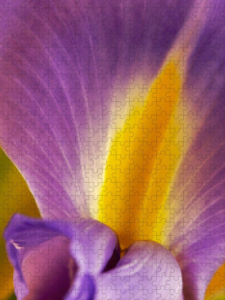 Flowers Jigsaw Puzzle featuring the photograph Photograph of a Dutch Iris #3 by Perla Copernik
