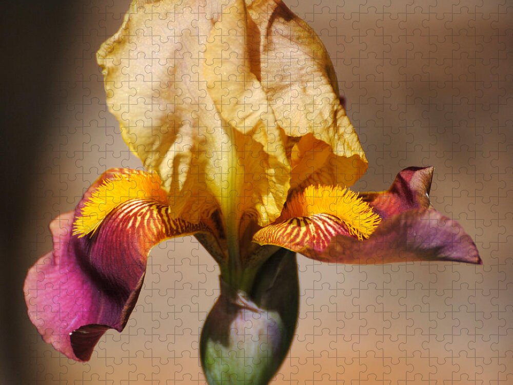 Beautiful Iris Jigsaw Puzzle featuring the photograph Purple and Yellow Iris by Jai Johnson