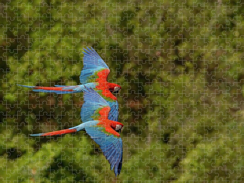 Mp Jigsaw Puzzle featuring the photograph Red And Green Macaw Ara Chloroptera #2 by Pete Oxford