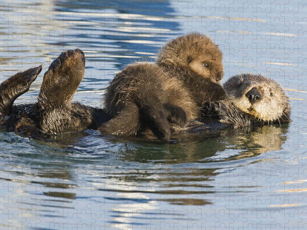 00429659 Jigsaw Puzzle featuring the photograph Sea Otter Mother And Pup Elkhorn Slough by Sebastian Kennerknecht