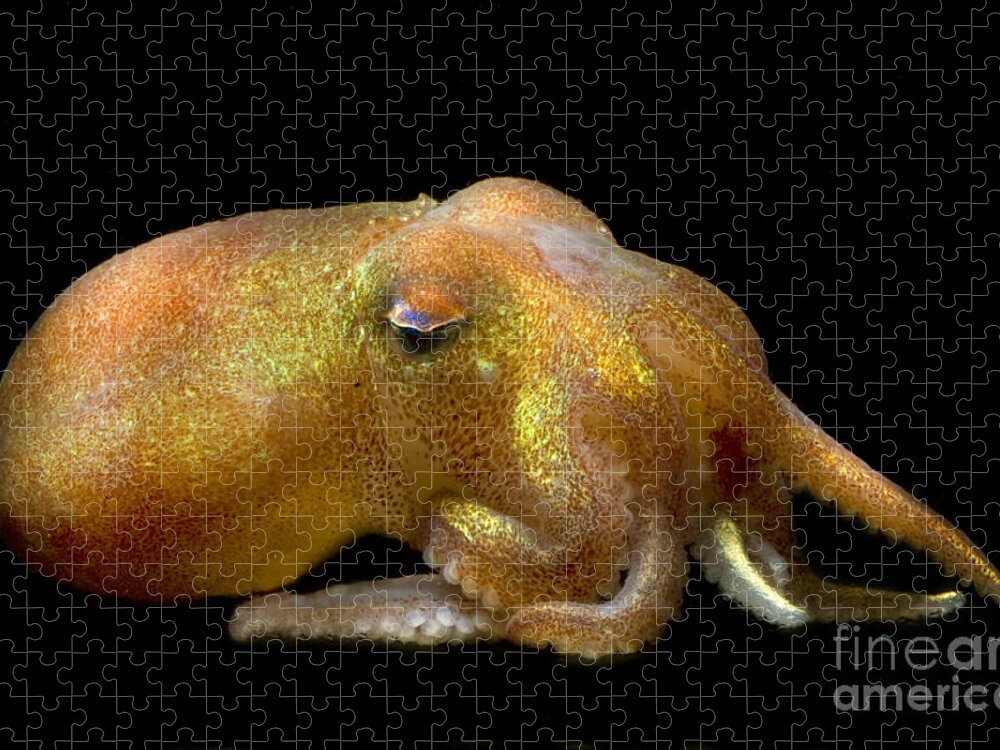Rossia Pacifica Jigsaw Puzzle featuring the photograph Stubby Squid #5 by Dante Fenolio