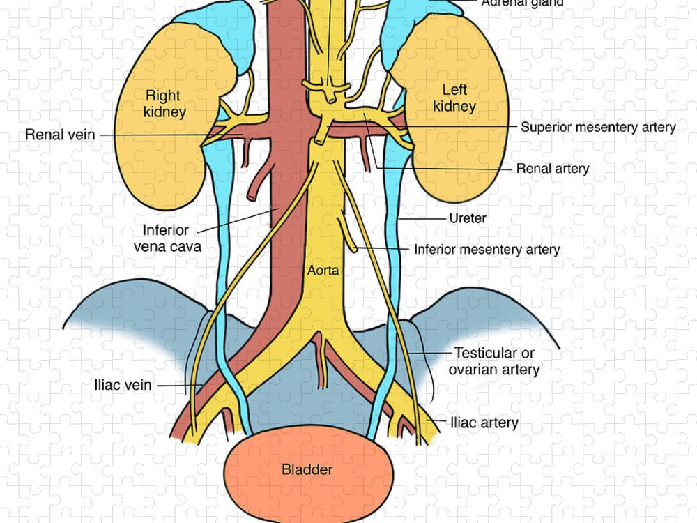 Anatomy Jigsaw Puzzle featuring the photograph Illustration Of Urinary System #3 by Science Source