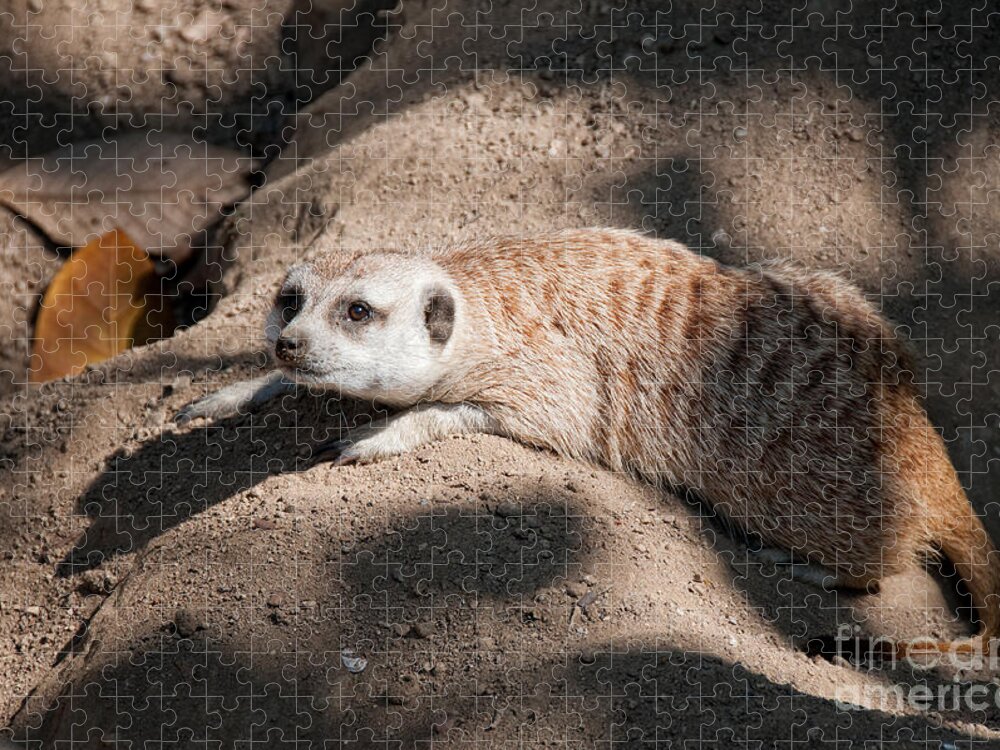 Animals Jigsaw Puzzle featuring the digital art Meerkat #3 by Carol Ailles