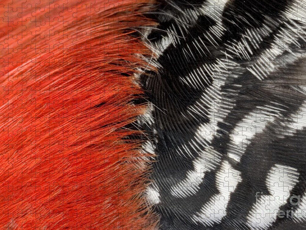 Animal Jigsaw Puzzle featuring the photograph Red-bellied Woodpecker Feathers #3 by Ted Kinsman