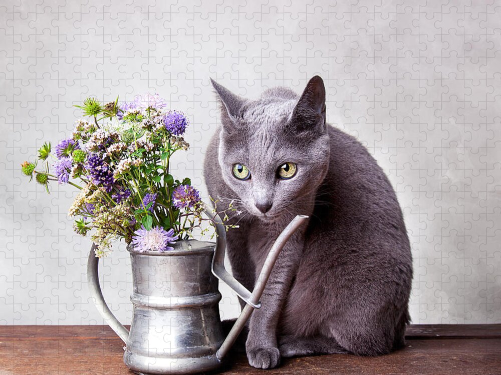 Cat Jigsaw Puzzle featuring the photograph Russian Blue #1 by Nailia Schwarz