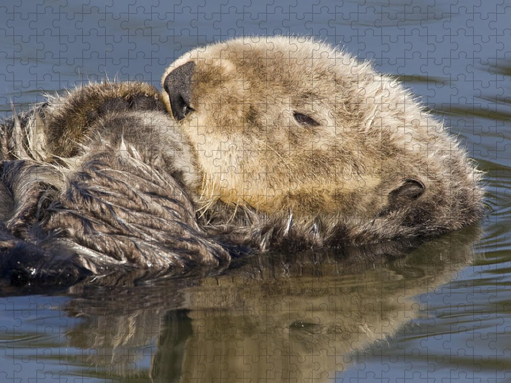 00429682 Jigsaw Puzzle featuring the photograph Sea Otter Elkhorn Slough Monterey Bay #3 by Sebastian Kennerknecht