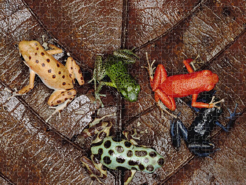 Mp Jigsaw Puzzle featuring the photograph Strawberry Poison Dart Frog Dendrobates #3 by Mark Moffett