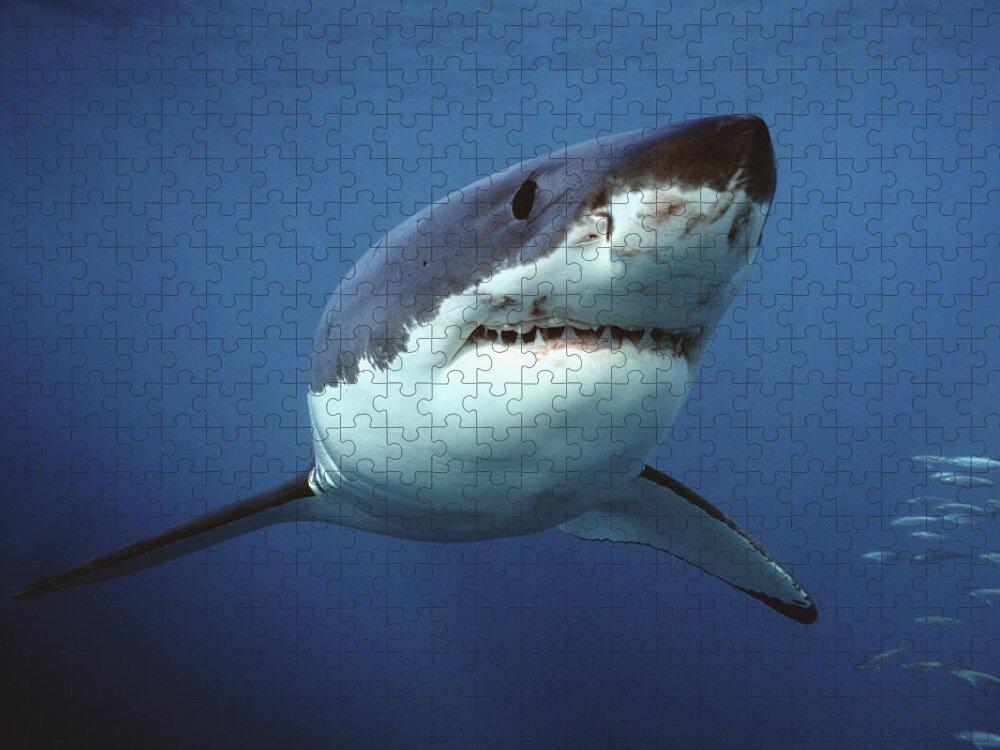 Mp Jigsaw Puzzle featuring the photograph Great White Shark Carcharodon #4 by Mike Parry