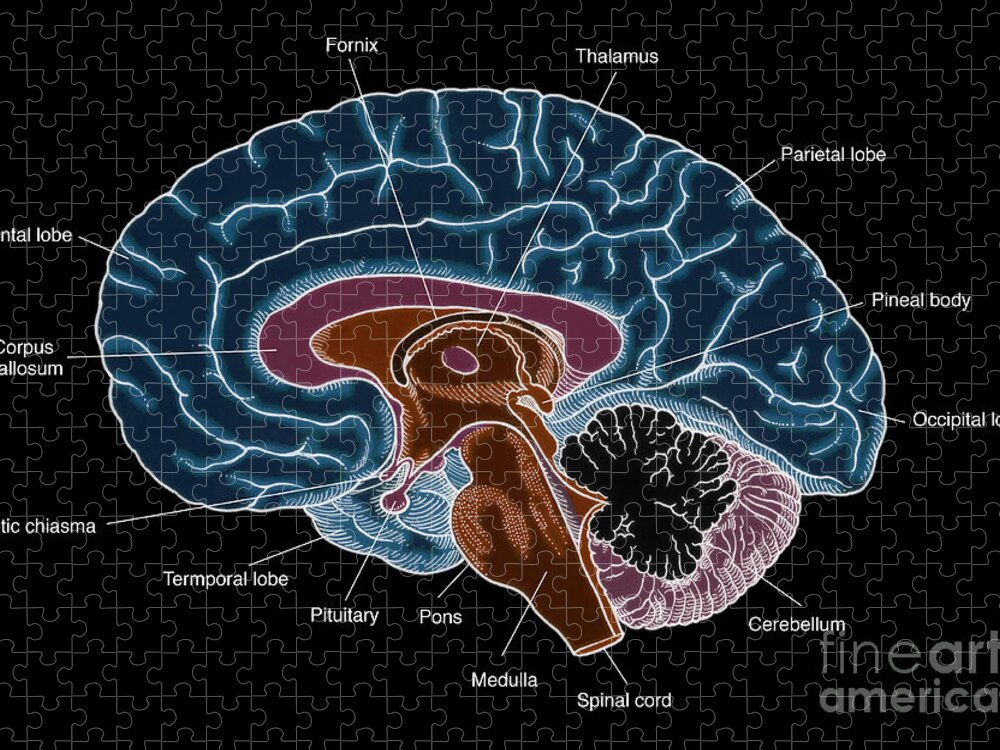 Anatomy Jigsaw Puzzle featuring the photograph Illustration Of Human Brain #4 by Science Source