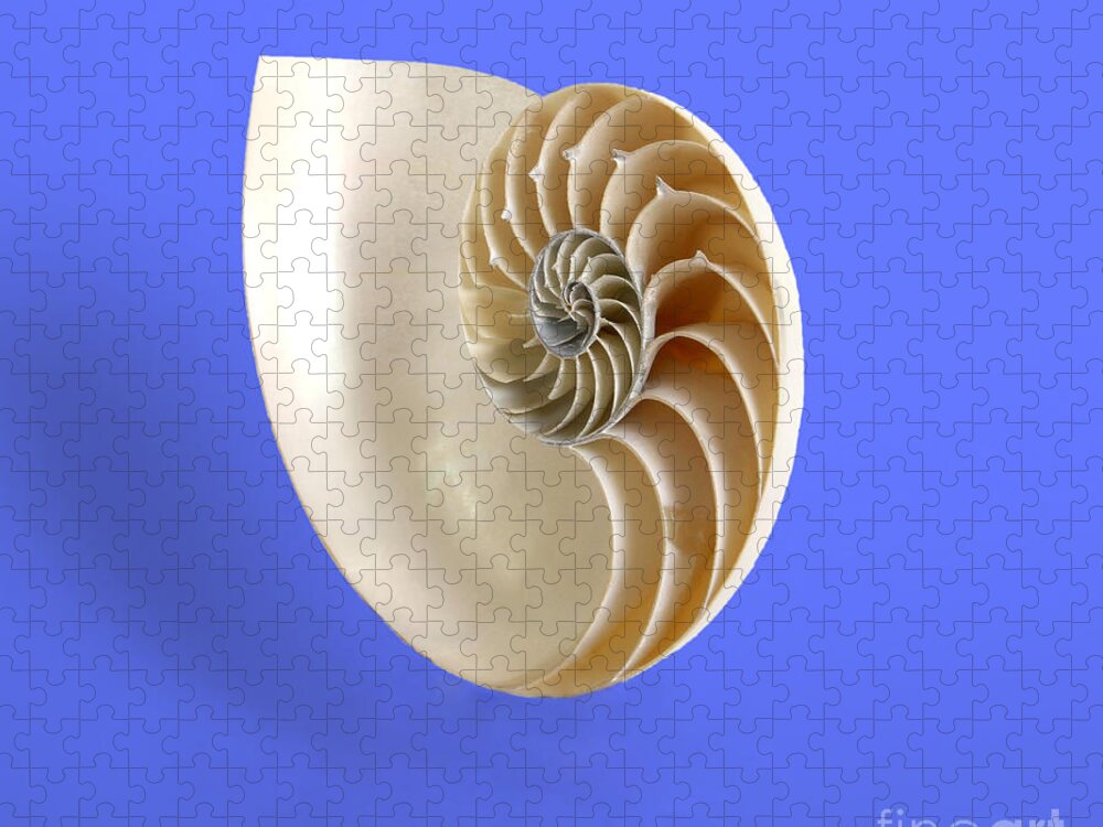Nature Jigsaw Puzzle featuring the photograph Logarithmic Spiral #4 by Photo Researchers, Inc.