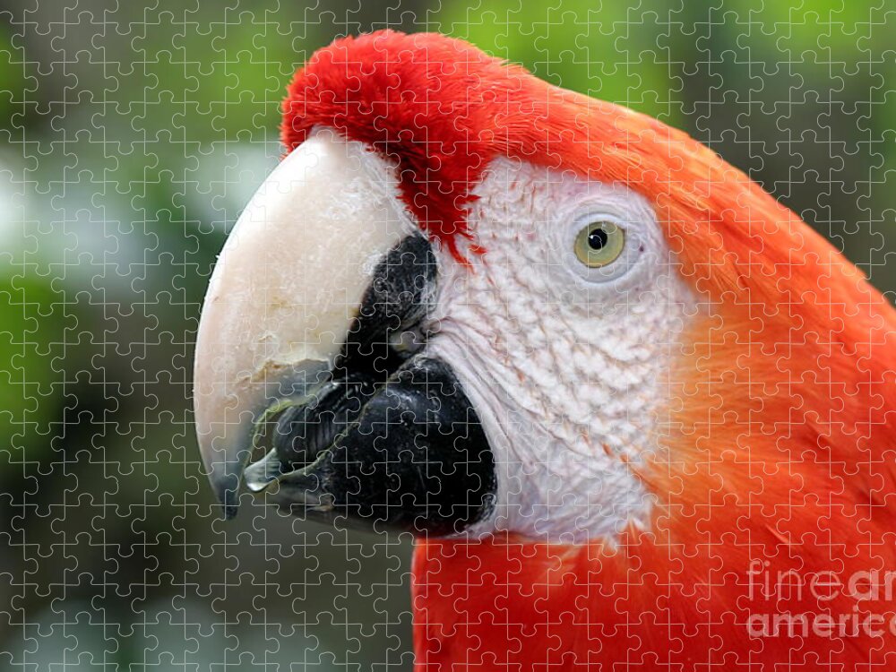 Red Jigsaw Puzzle featuring the photograph Scarlet Macaw #4 by Henrik Lehnerer