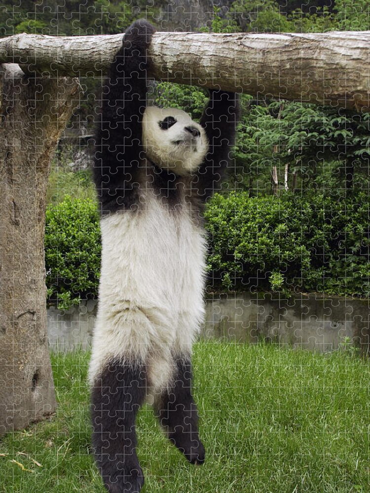 Mp Jigsaw Puzzle featuring the photograph Giant Panda Ailuropoda Melanoleuca #5 by Katherine Feng