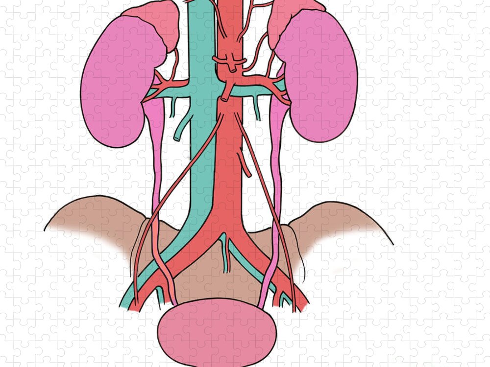 Anatomy Jigsaw Puzzle featuring the photograph Illustration Of Urinary System #5 by Science Source