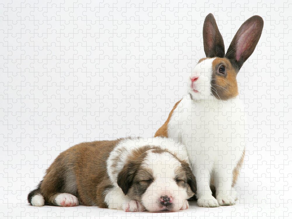 Fawn Dutch Rabbit Jigsaw Puzzle featuring the photograph Rabbit And Puppy #5 by Jane Burton