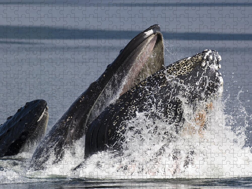 00999118 Jigsaw Puzzle featuring the photograph Humpback Whale Feeding Alaska by Flip Nicklin