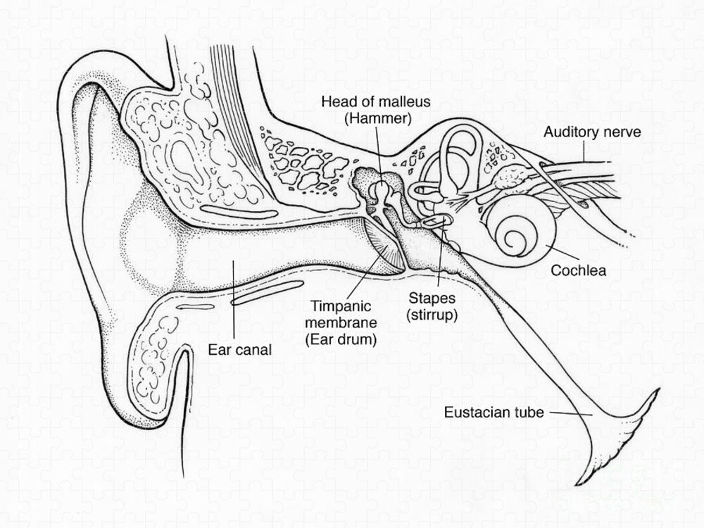 Given below is the diagram of a part of the human ear. Study the same and  answer the questions that follow : i Give the collective biological term  for Malleus, Incus and
