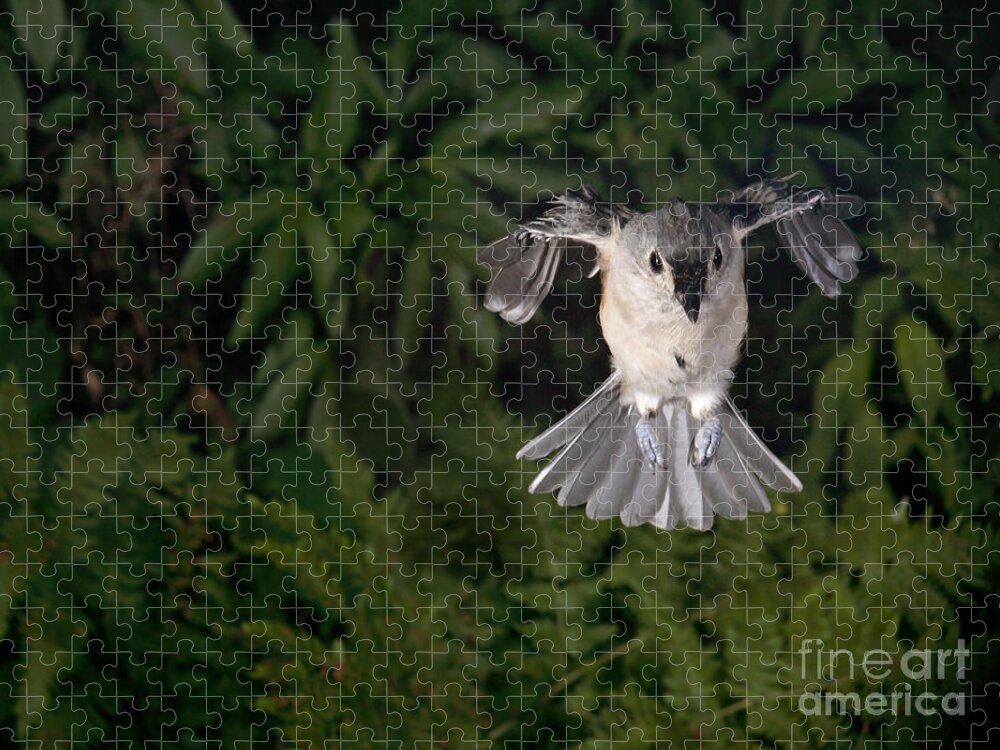 Songbirds Jigsaw Puzzle featuring the photograph Tufted Titmouse In Flight #6 by Ted Kinsman