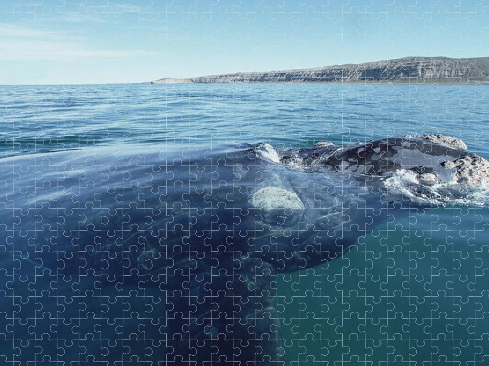 00083827 Jigsaw Puzzle featuring the photograph Southern Right Whale Argentina by Flip Nicklin