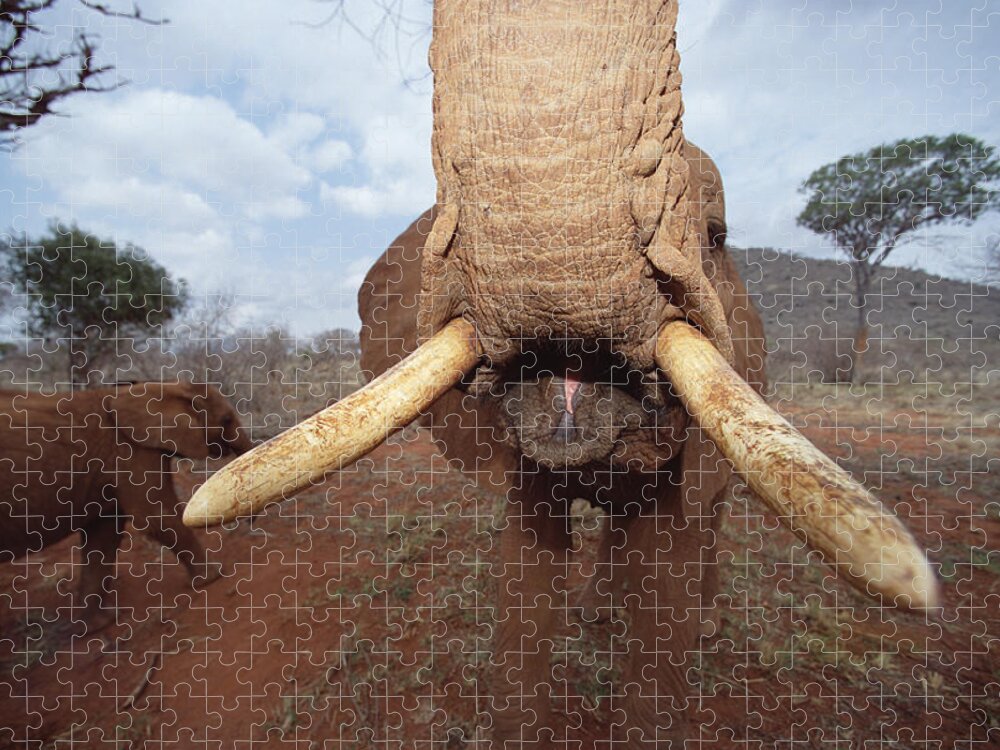 Mp Jigsaw Puzzle featuring the photograph African Elephant Loxodonta Africana #7 by Gerry Ellis