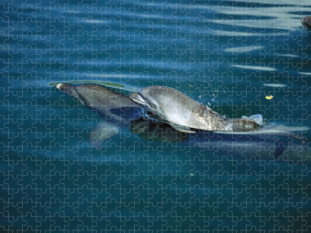 Mp Jigsaw Puzzle featuring the photograph Bottlenose Dolphin Tursiops Truncatus #7 by Konrad Wothe