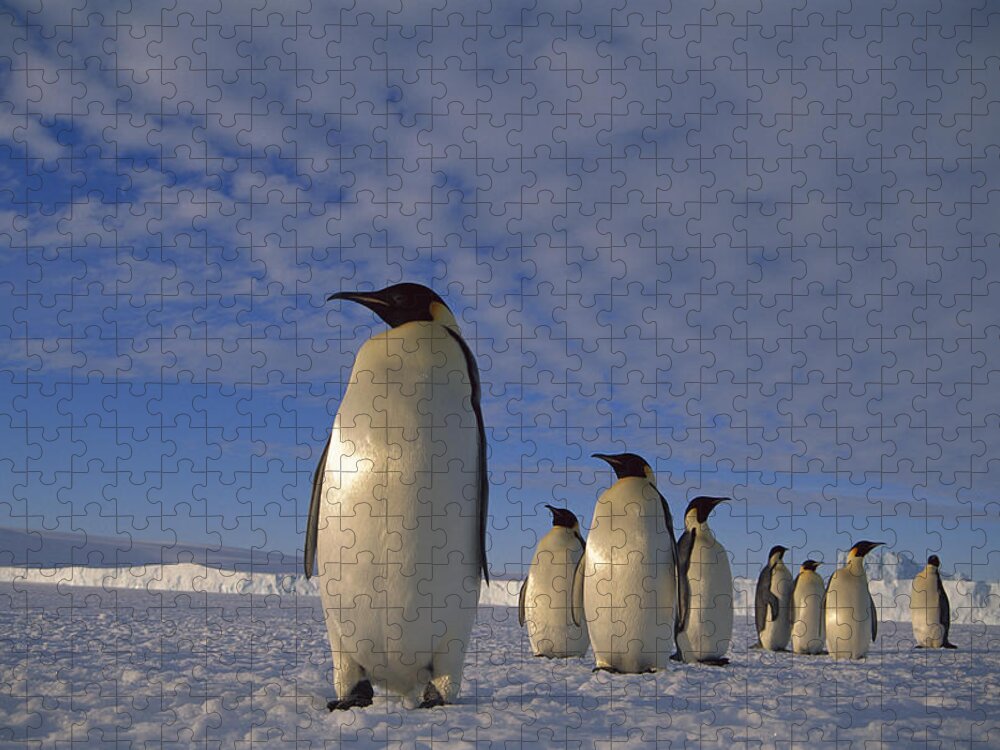 00140512 Jigsaw Puzzle featuring the photograph Emperor Penguin Aptenodytes Forsteri #4 by Tui De Roy