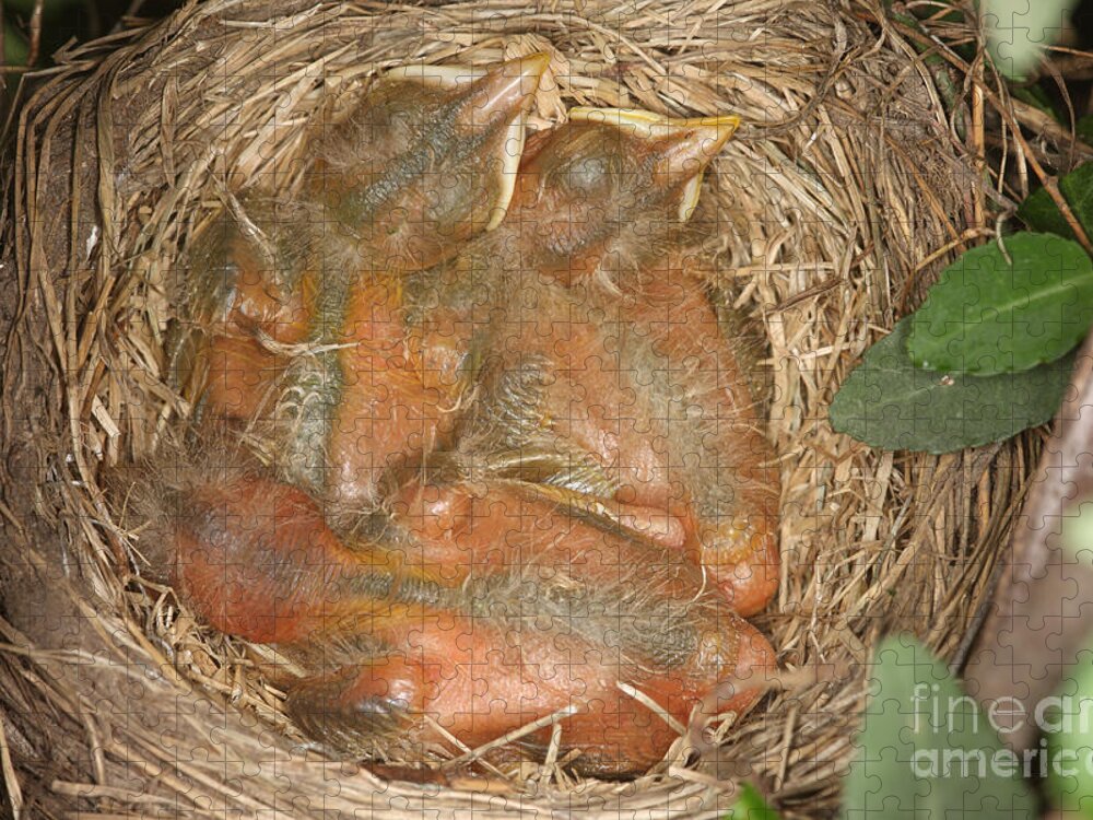 Robin Jigsaw Puzzle featuring the photograph Newborn Robin Nestlings #8 by Ted Kinsman