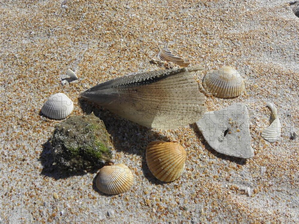 Sea Shells Jigsaw Puzzle featuring the photograph A Collection Of Beach Nature by Kim Galluzzo