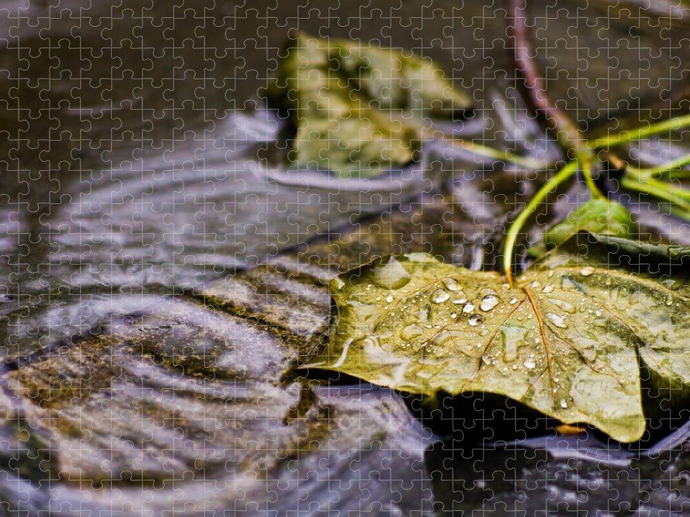 Drops Jigsaw Puzzle featuring the photograph A Leaf in the Rain by Lori Coleman