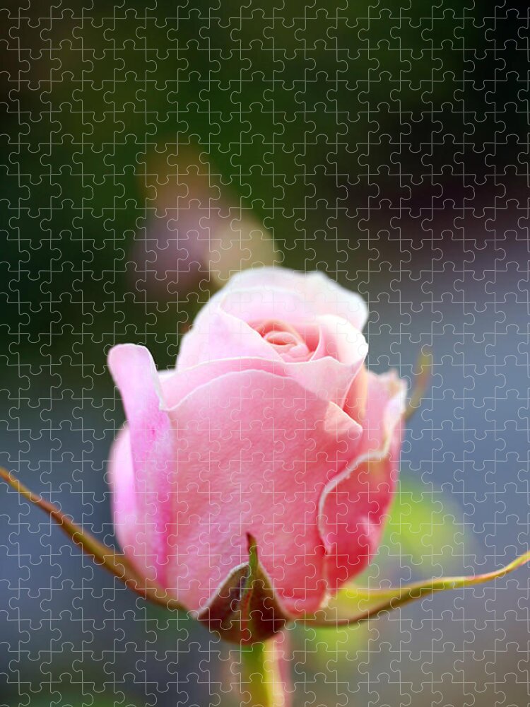 Rose Jigsaw Puzzle featuring the photograph A Simple Gesture by Marie Jamieson